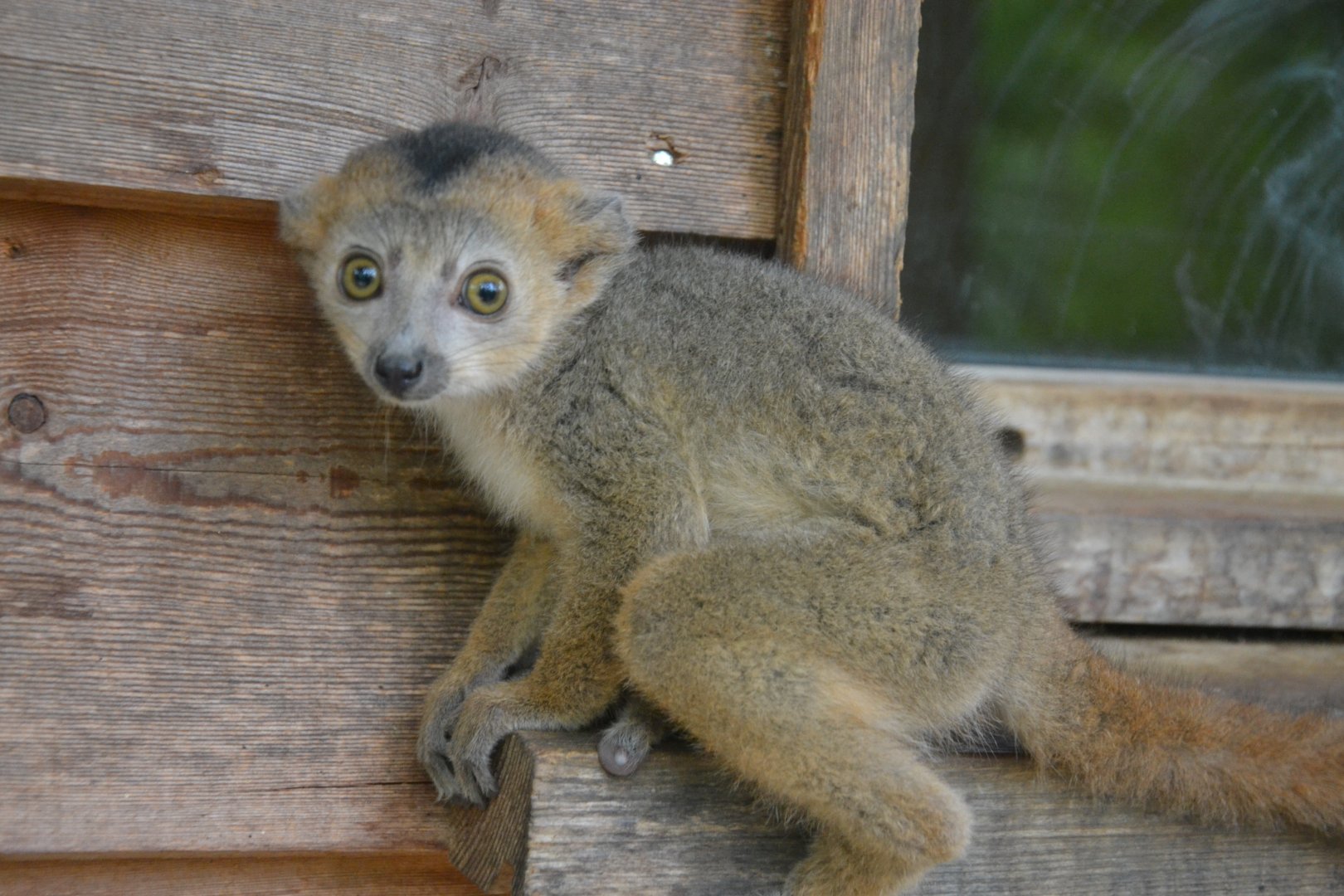 Crowned lemur - Eulemur coronatus