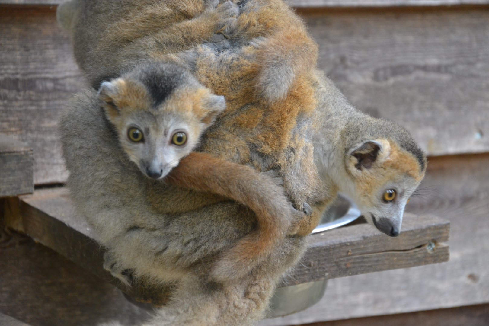 Crowned lemur - Eulemur coronatus