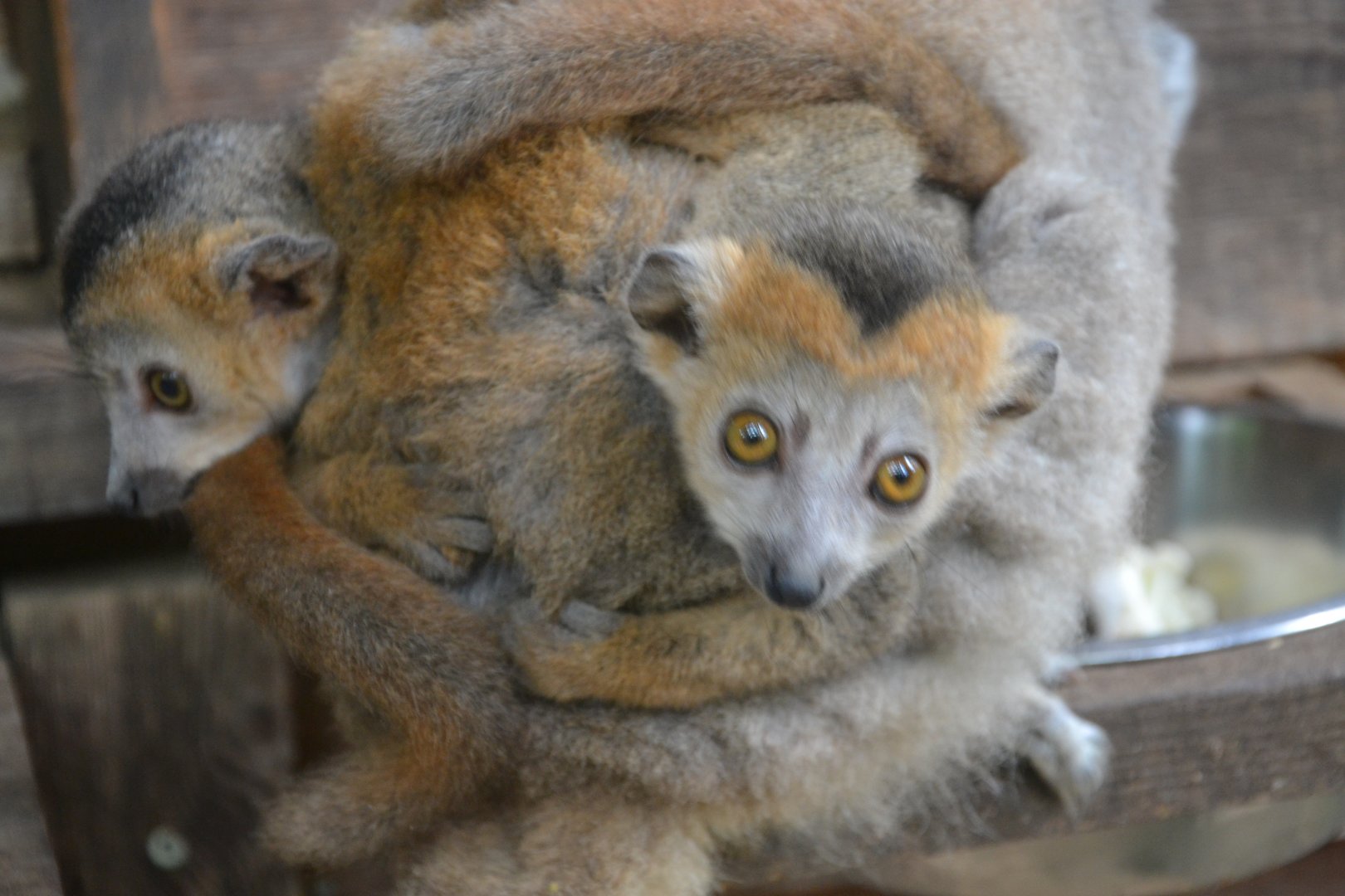 Crowned lemur - Eulemur coronatus