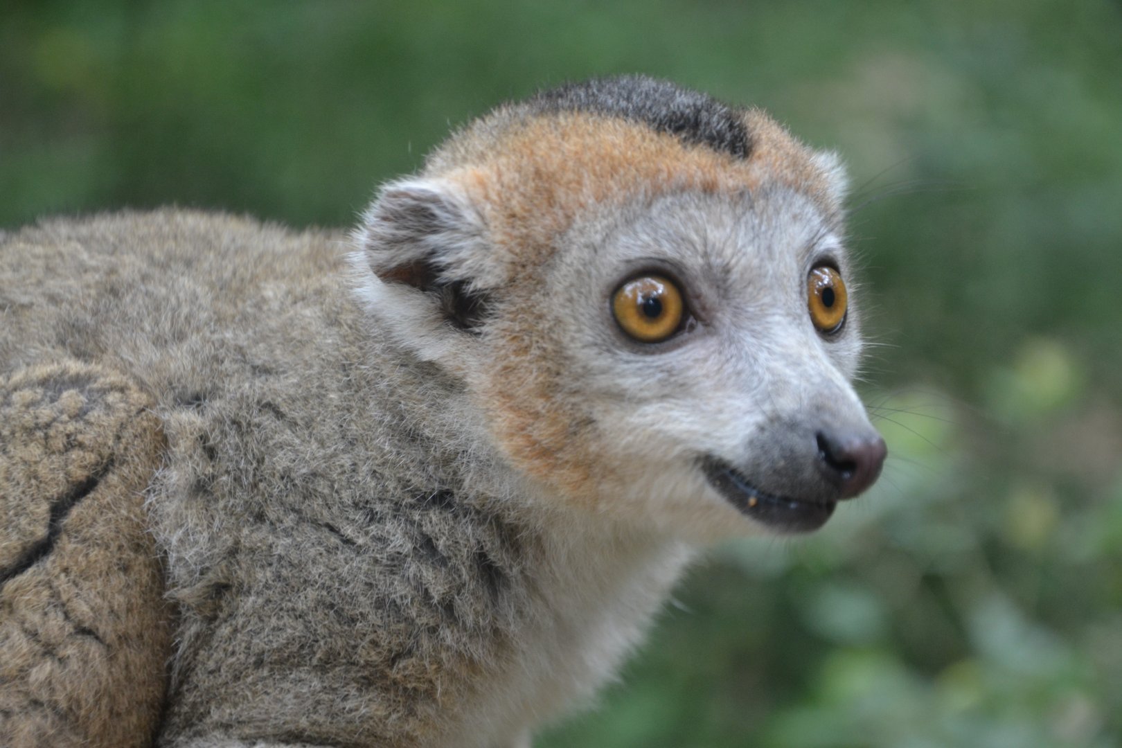 Crowned lemur - Eulemur coronatus