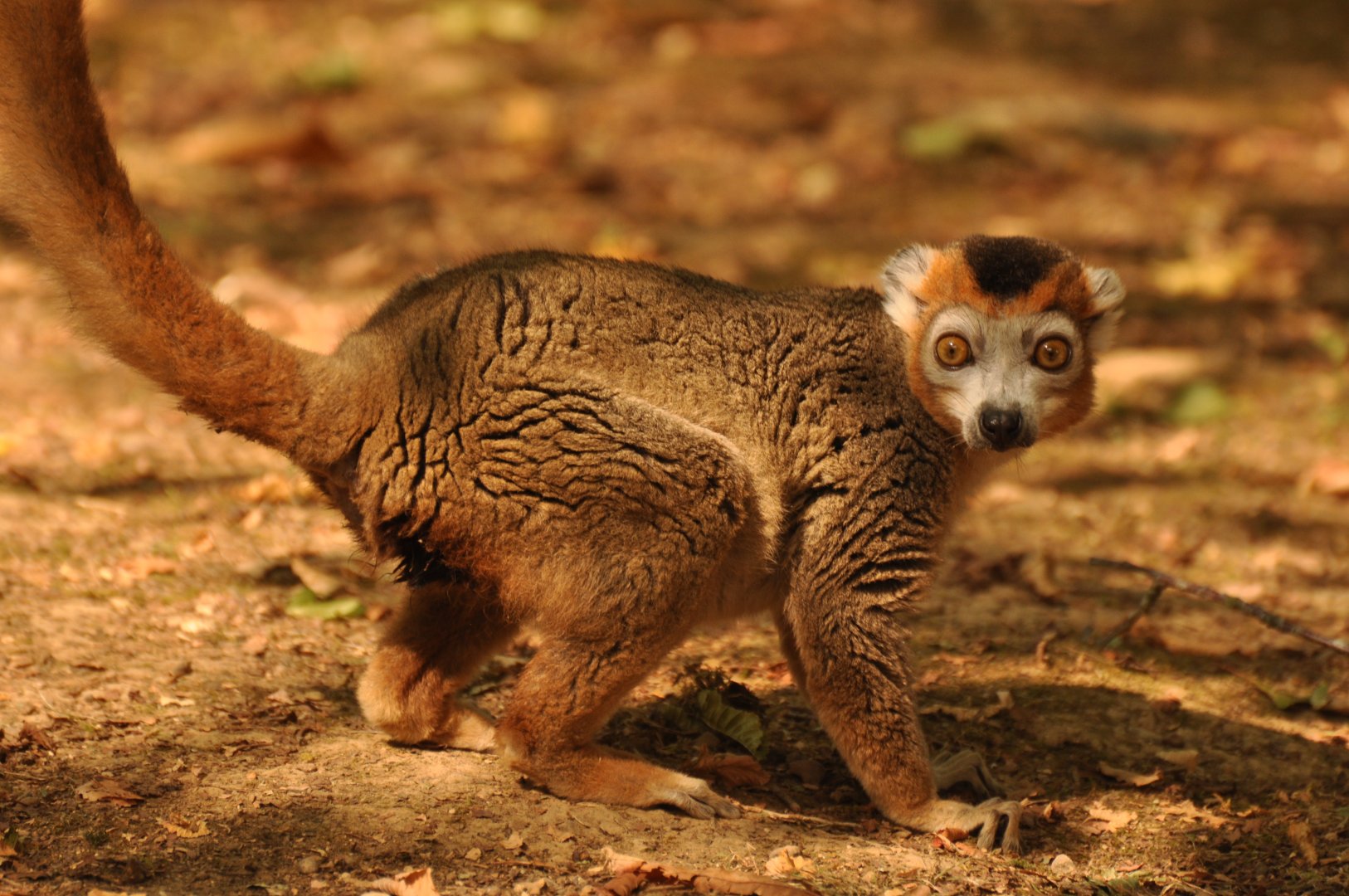 Crowned lemur (Eulemur coronatus)