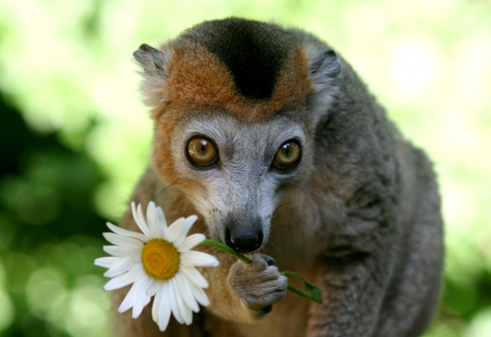 Crowned lemur (Eulemur coronatus)