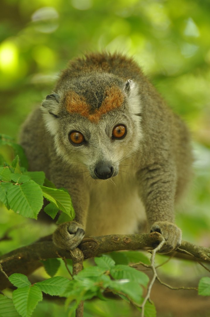 Crowned lemur (Eulemur coronatus)