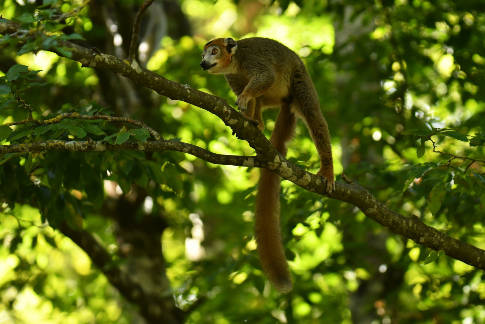 Crowned lemur (Eulemur coronatus)