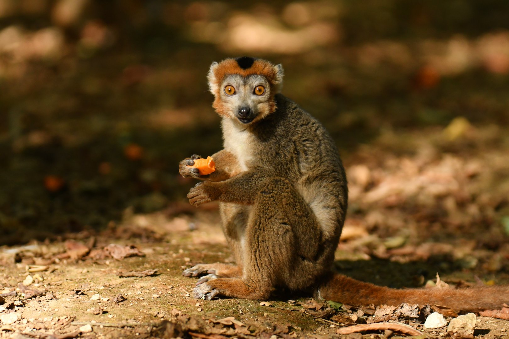 Crowned lemur (Eulemur coronatus)