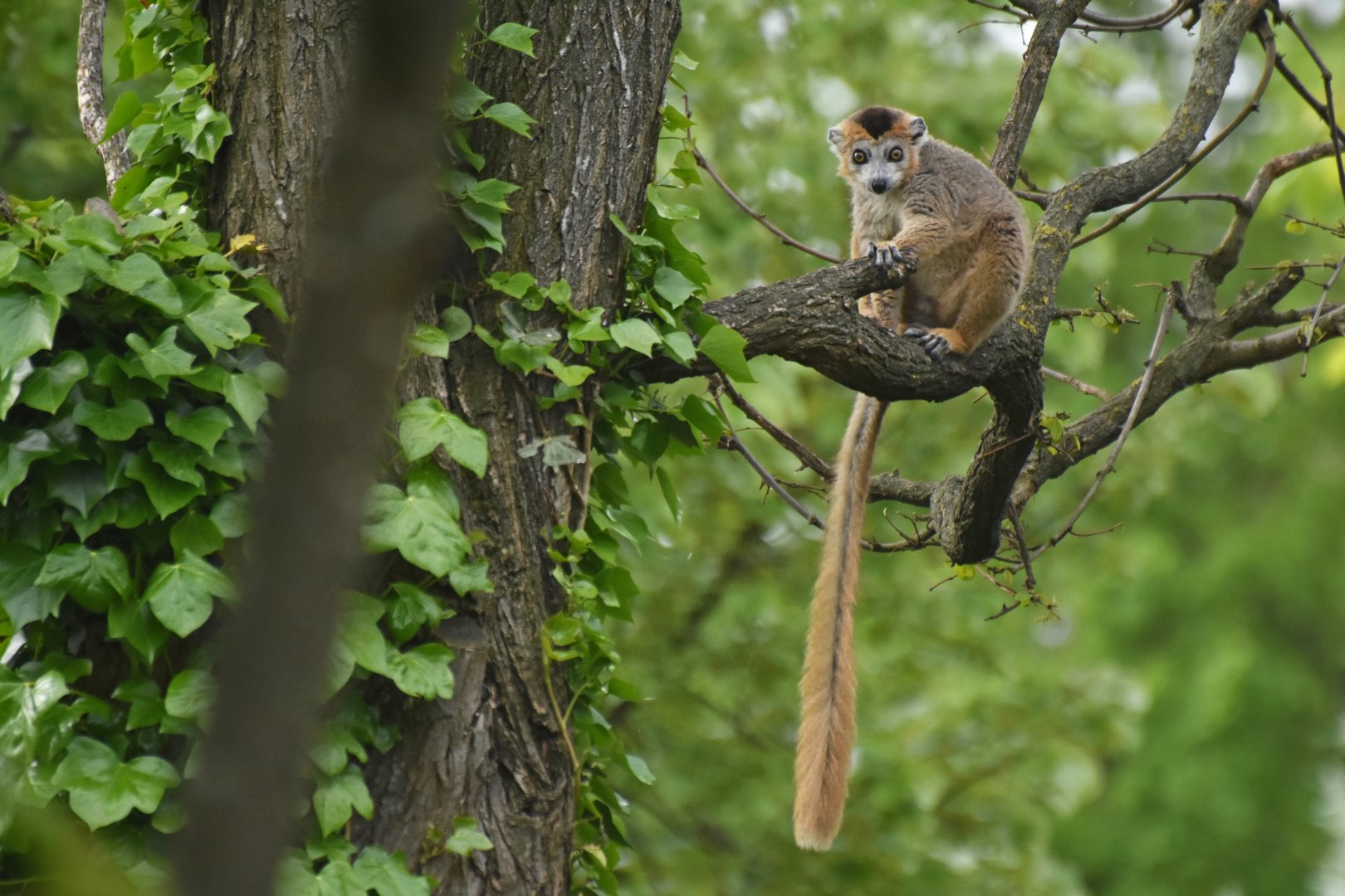 Crowned lemur (Eulemur coronatus)