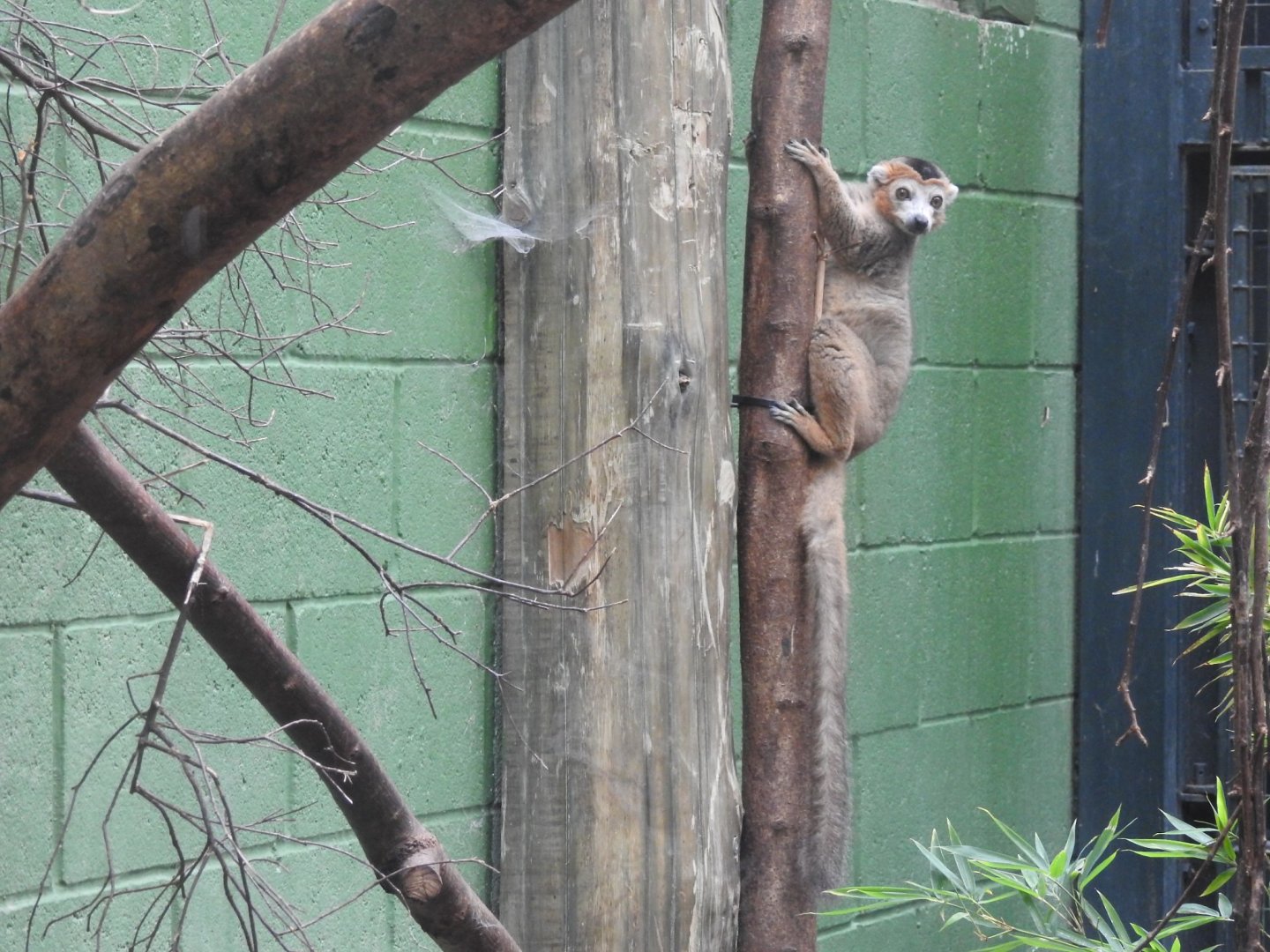 Crowned Lemur (Eulemur coronatus)