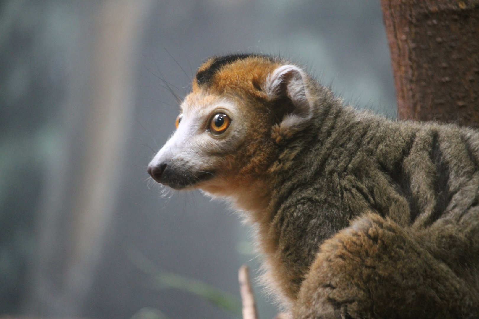 Crowned Lemur (Eulemur coronatus)