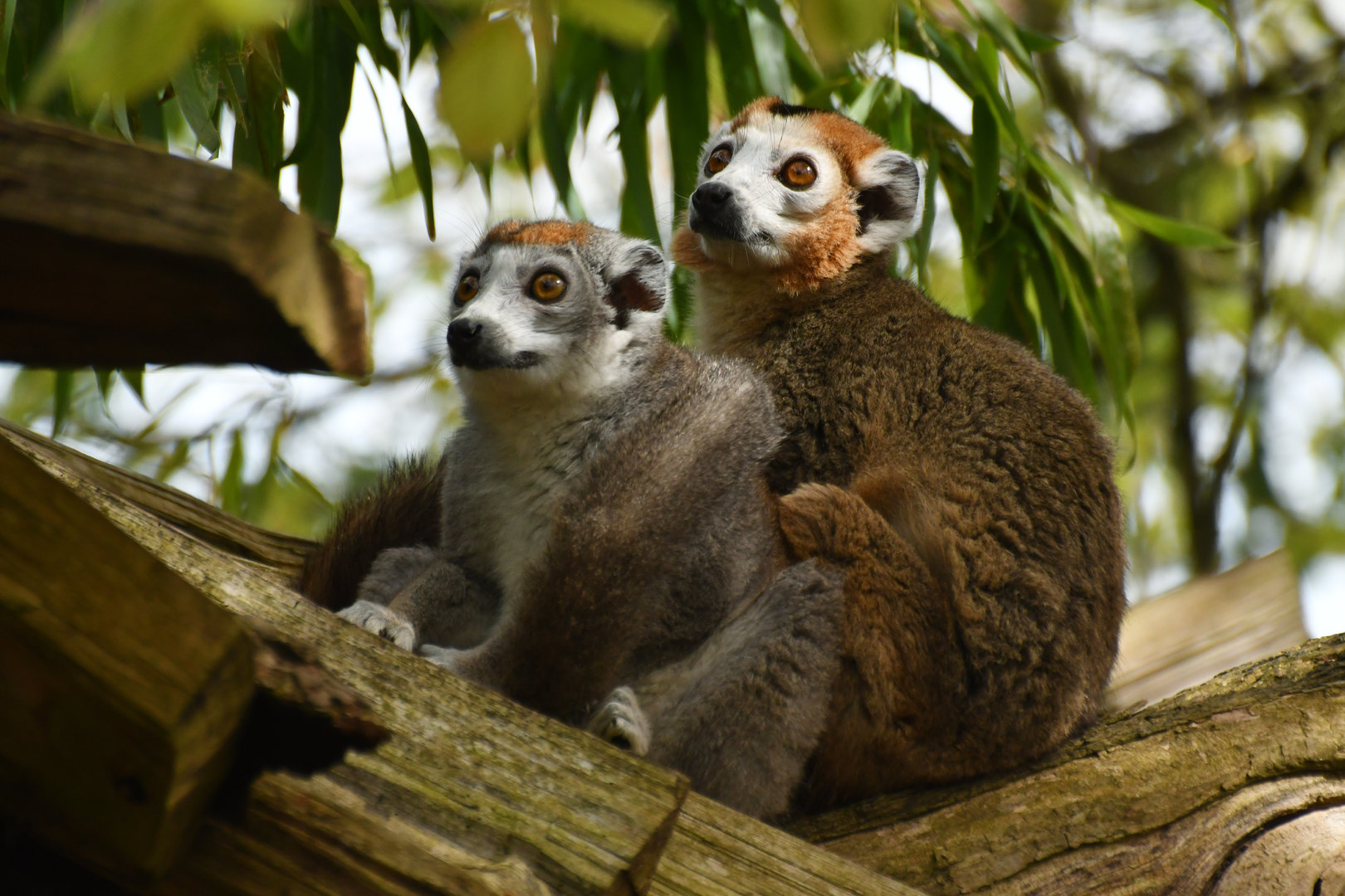 Crowned lemur (Eulemur coronatus)