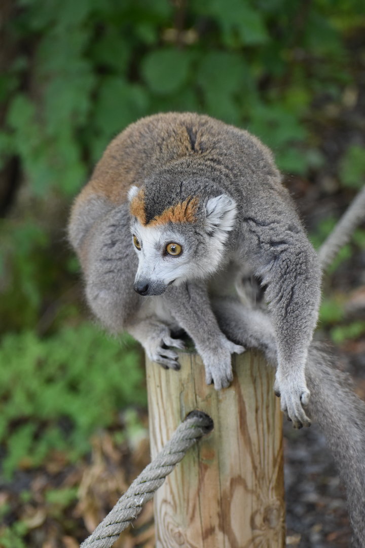 Crowned lemur - Eulemur coronatus