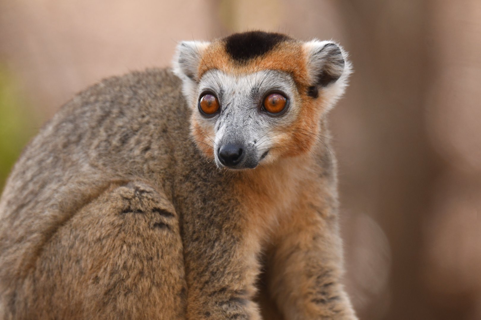 Crowned Lemur (Eulemur coronatus)