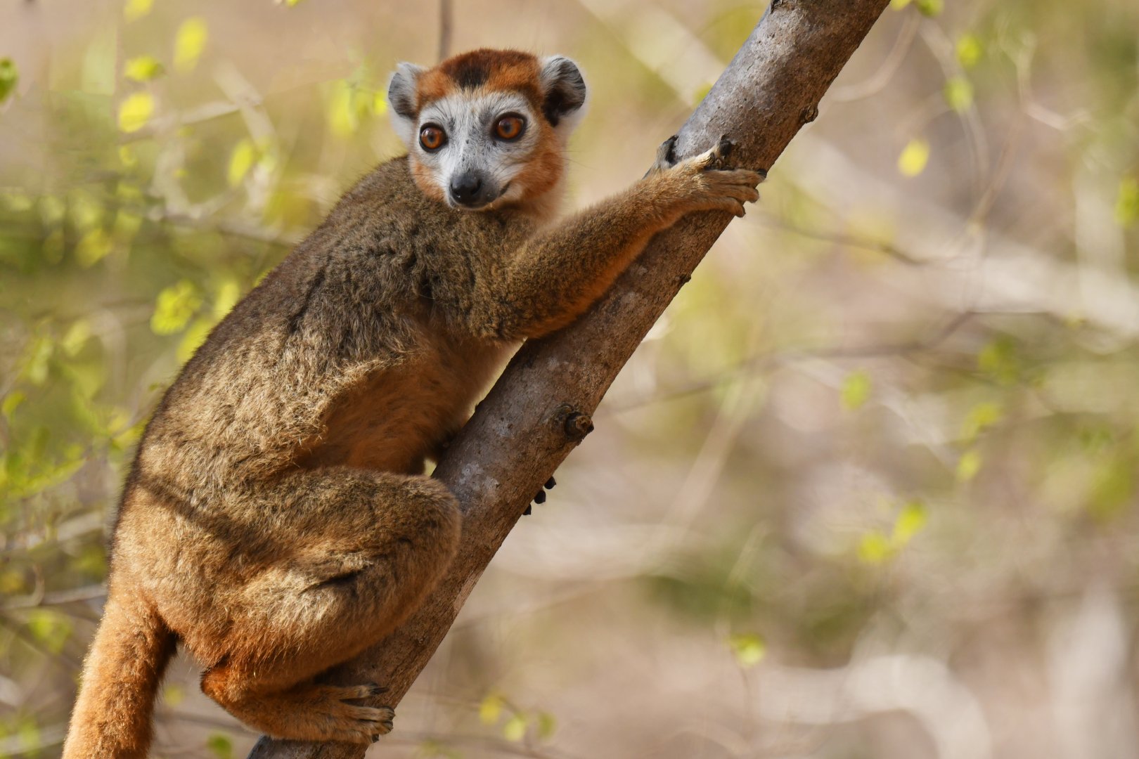 Crowned Lemur (Eulemur coronatus)