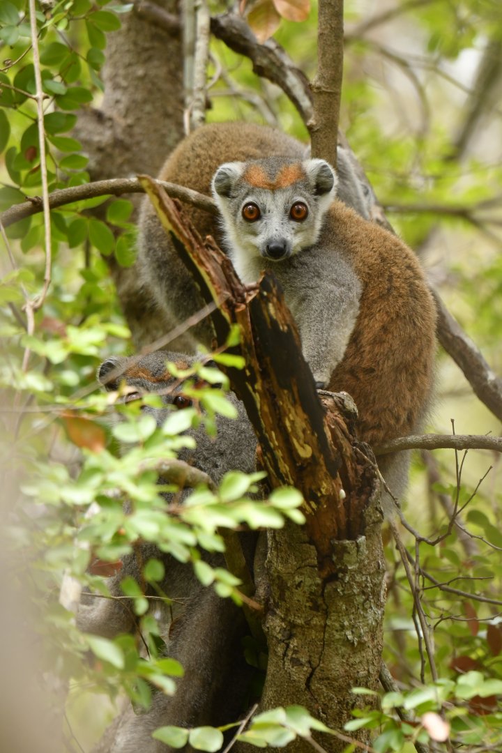 Crowned Lemur (Eulemur coronatus)
