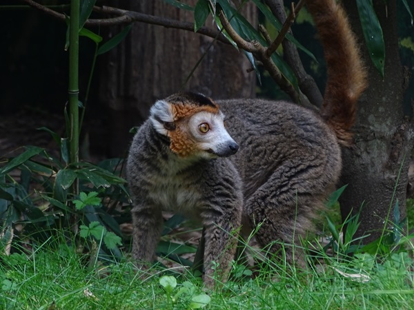 Crowned lemur (Eulemur coronatus)