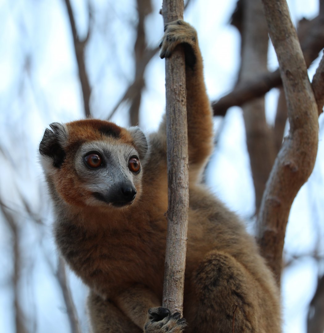 crowned lemur (Eulemur coronatus)