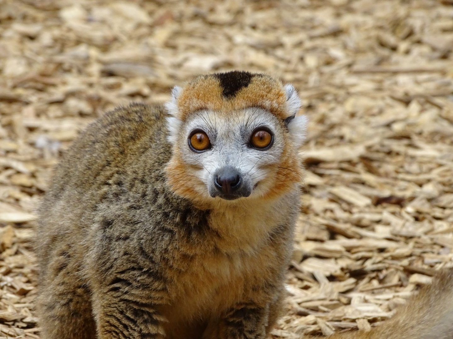 Crowned lemur (Eulemur coronatus)