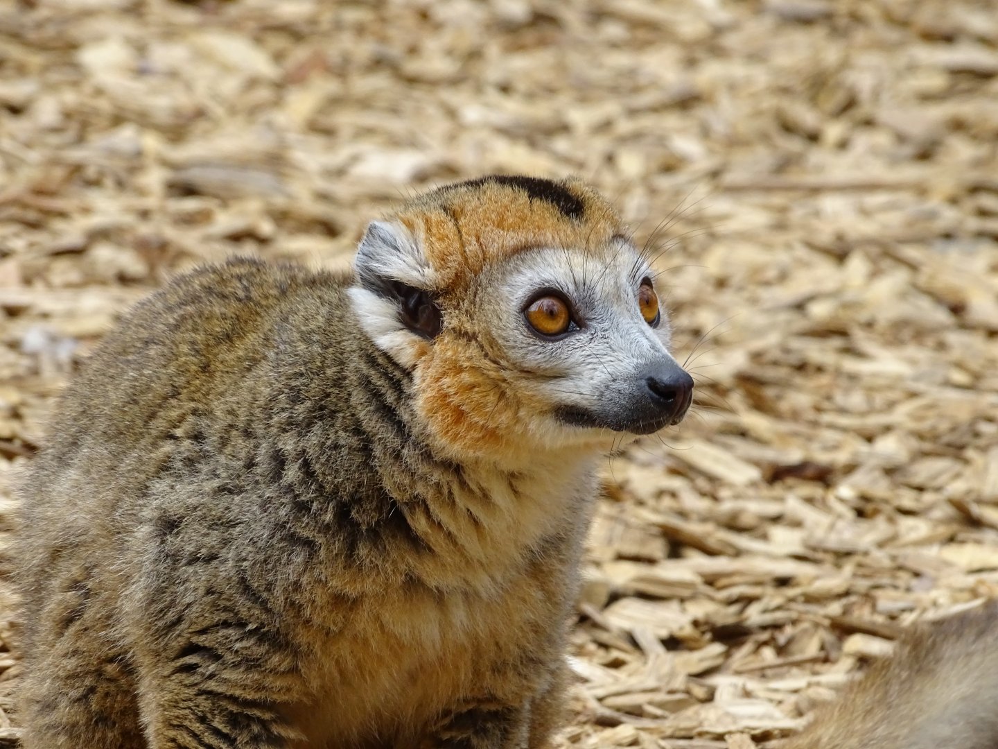 Crowned lemur (Eulemur coronatus)