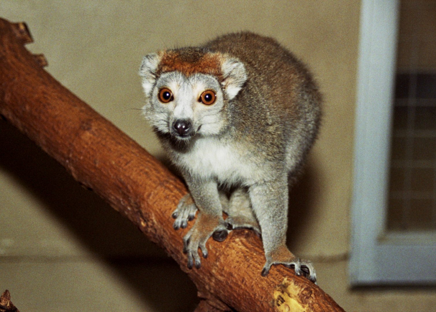 crowned lemur (Eulemur coronatus)