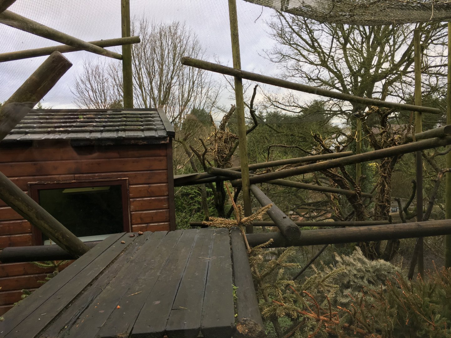 Crowned Lemur Exhibit