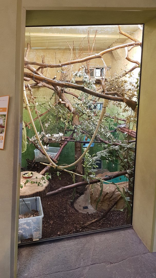 Crowned lemur exhibit