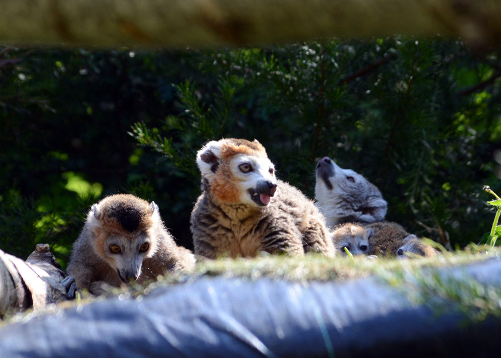 Crowned Lemur Family