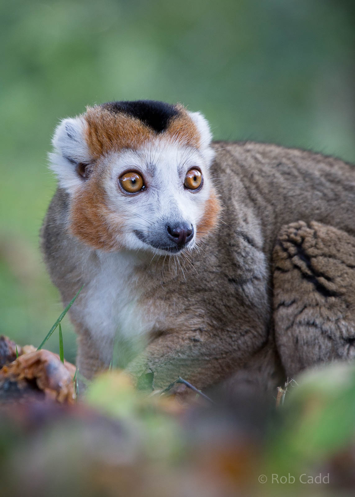 Crowned lemur : Howletts : 16 Oct 2014