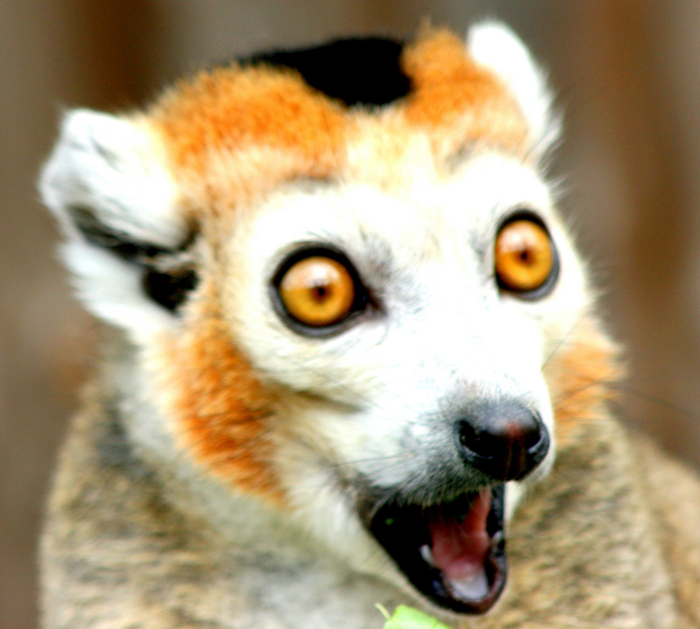 Crowned lemur; Howletts; 30th July 2017