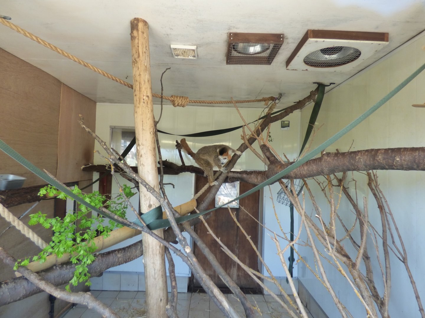 Crowned Lemur Indoor