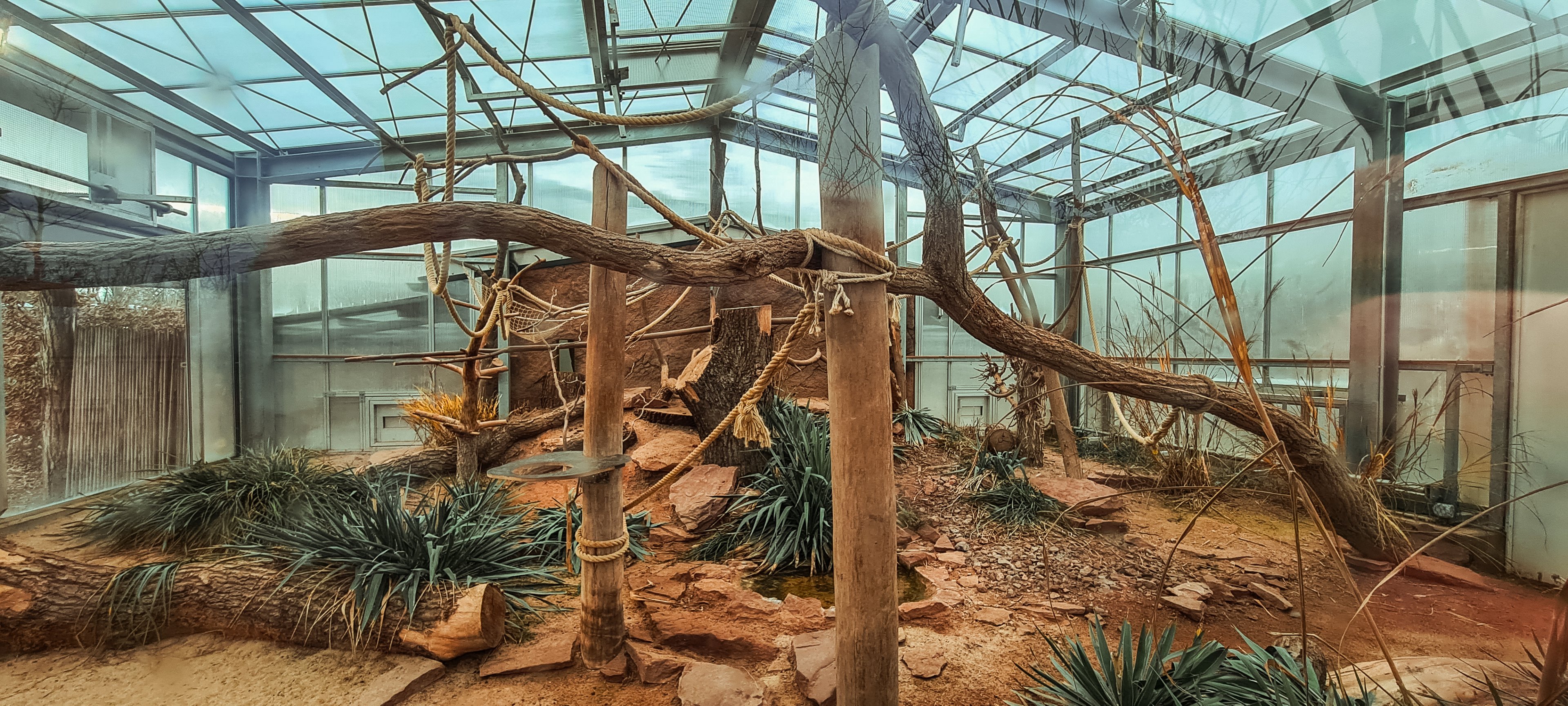 Crowned lemur (indoor)