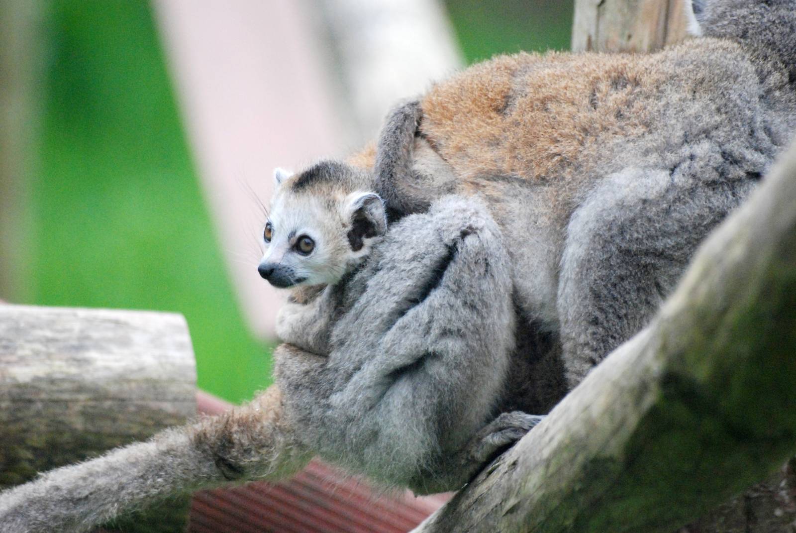 Crowned Lemur Infant at Twycross, 18/05/13