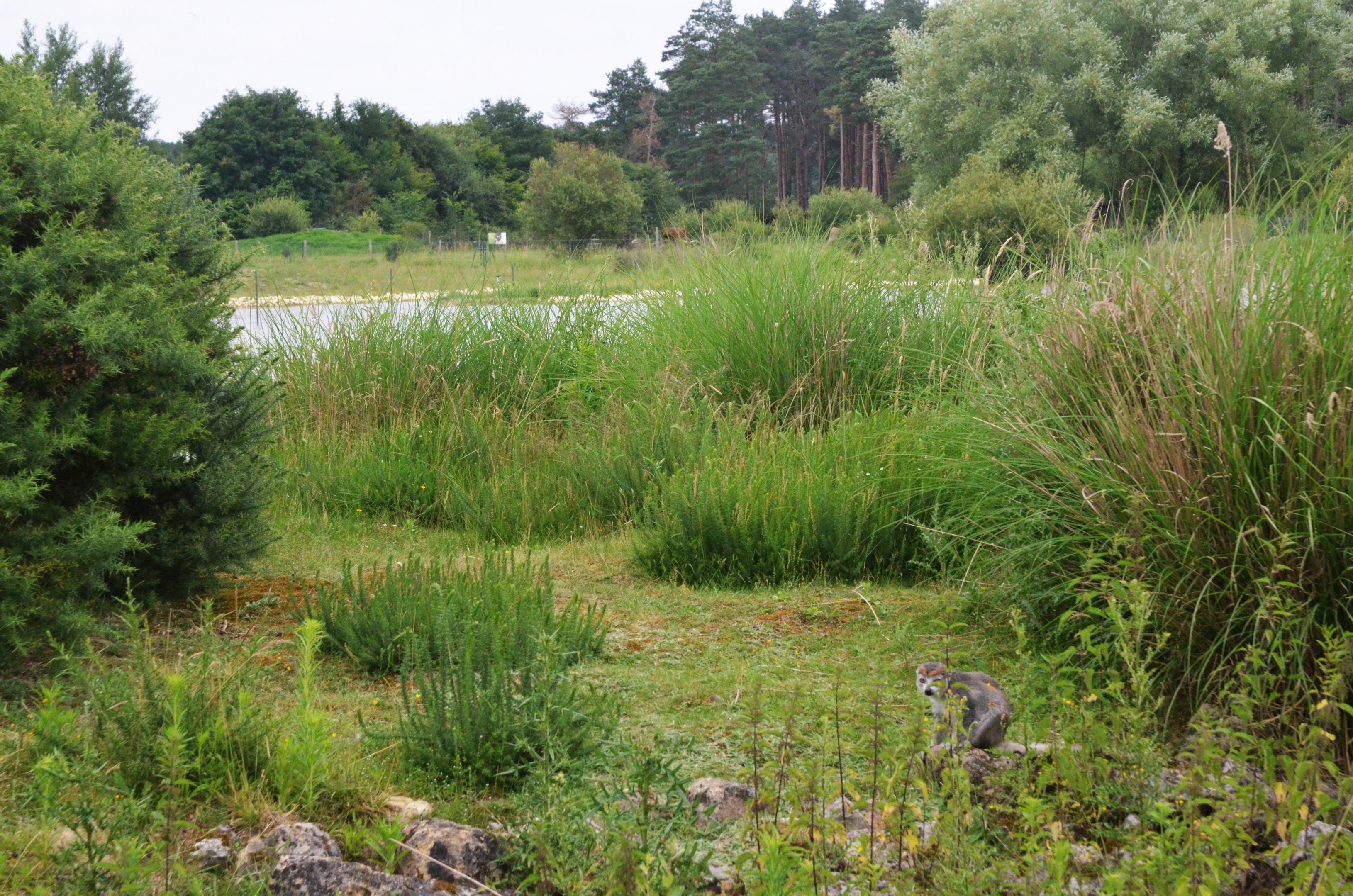 Crowned Lemur Island at Haute-Touche, 14/06/18