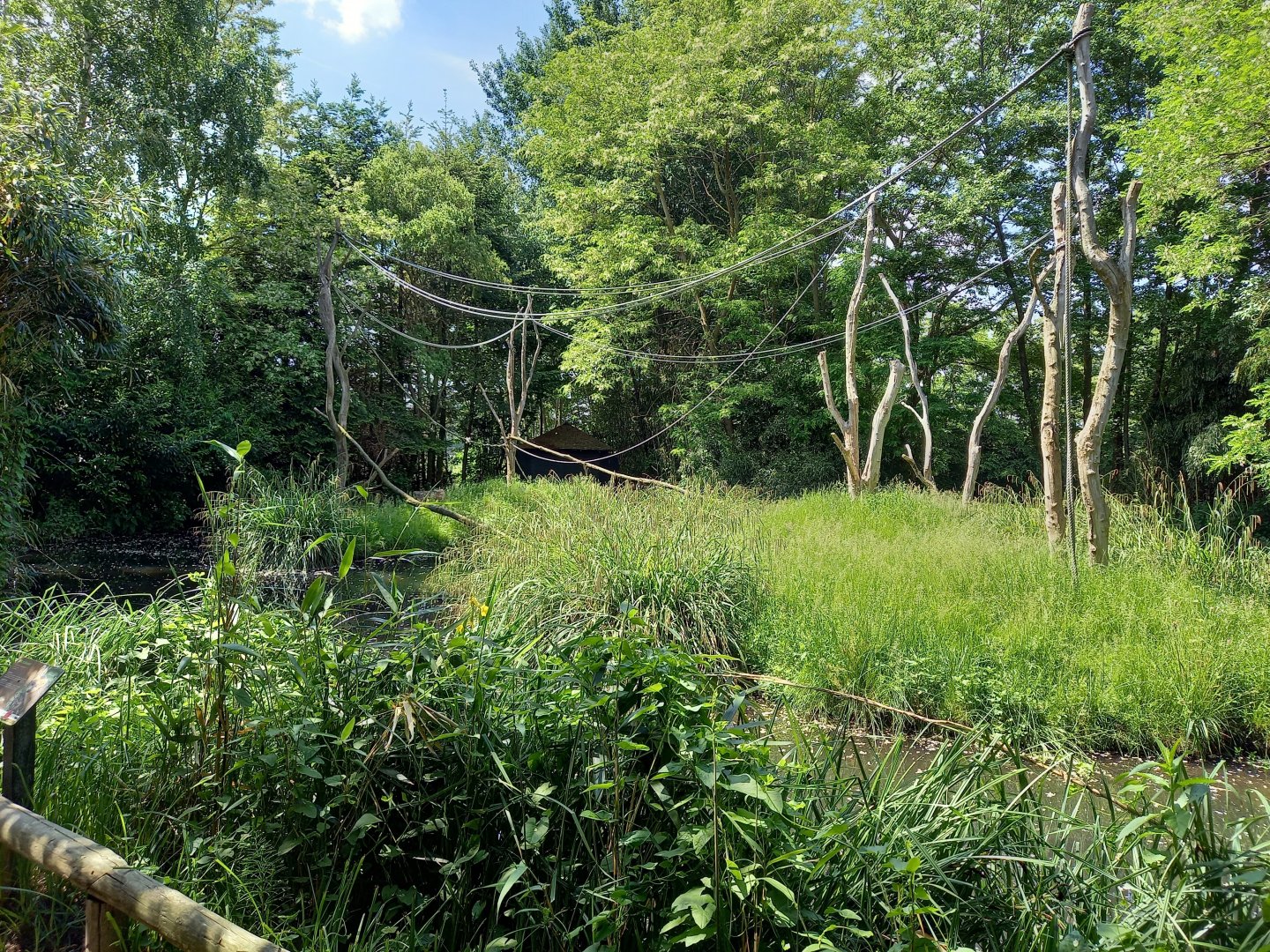 Crowned lemur island