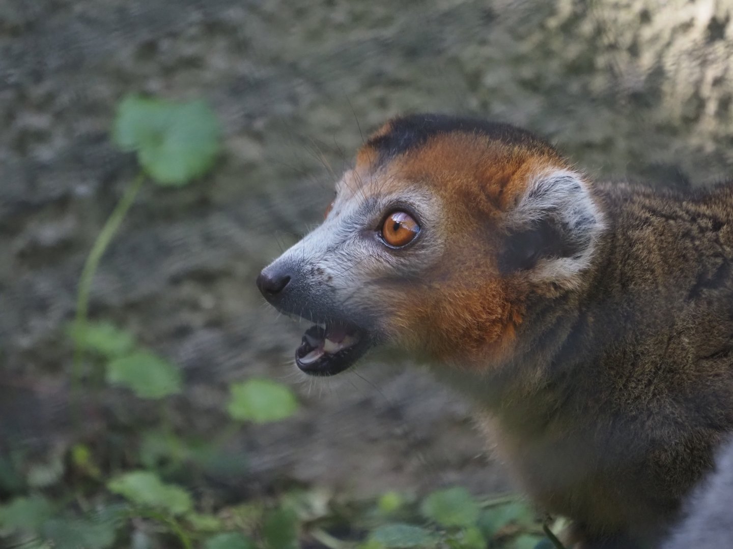 Crowned Lemur "Lenny" 1
