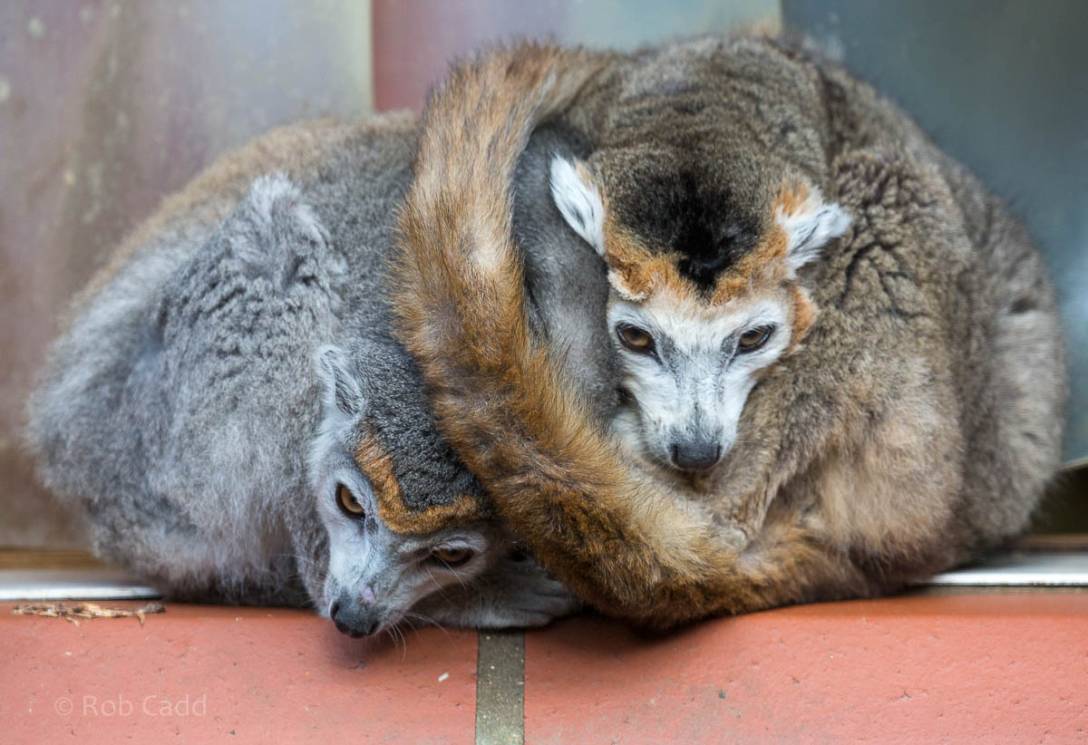 Crowned lemur : Linton : 19 Sep 2015