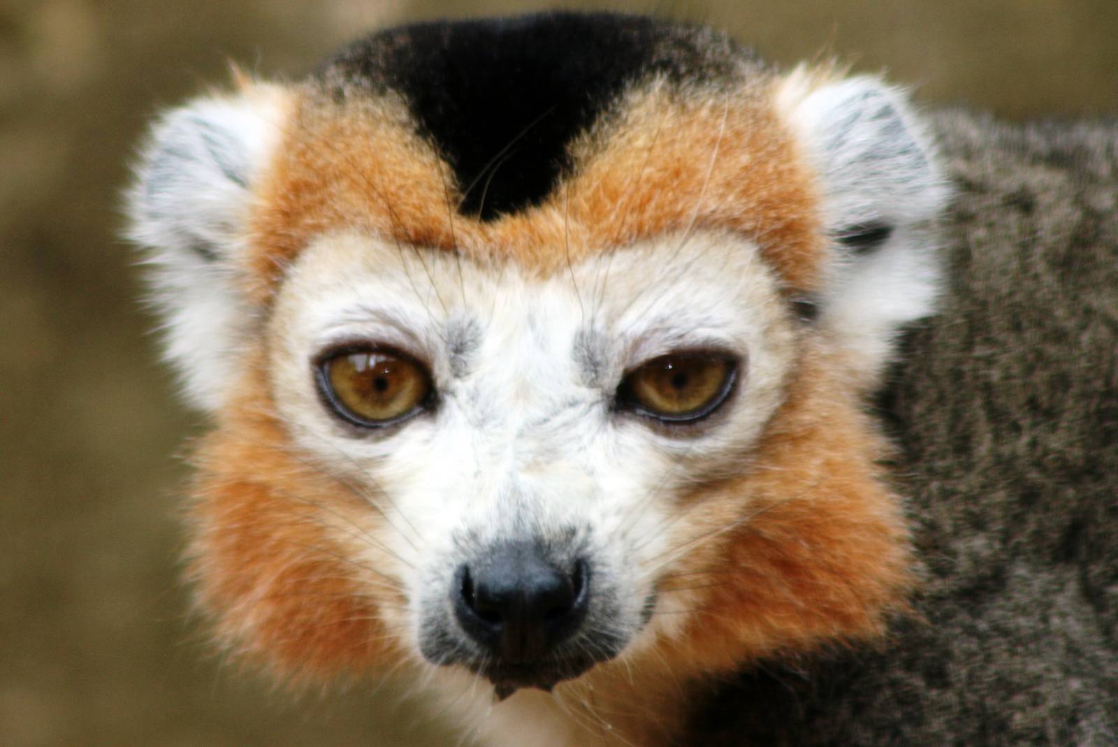 Crowned lemur; Linton; 21st August 2010