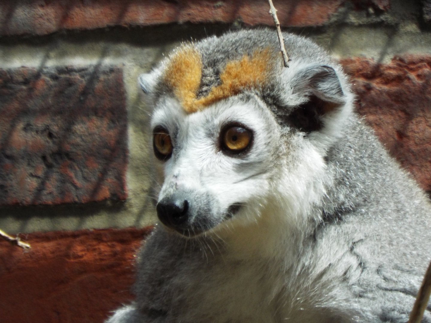Crowned Lemur, Linton Zoo