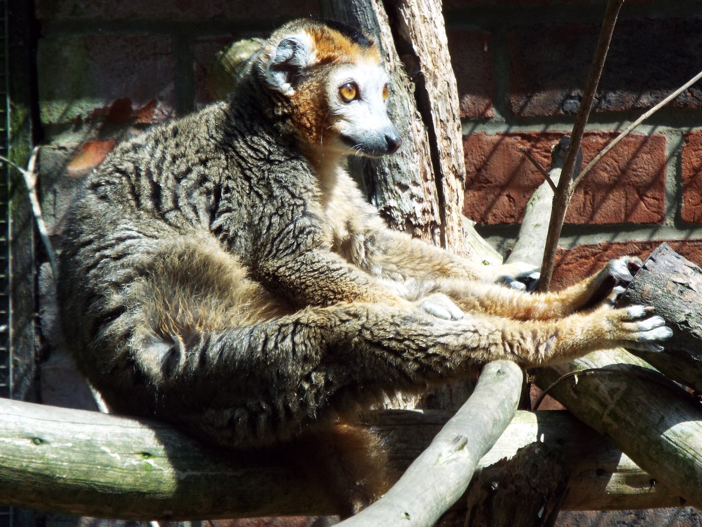 Crowned lemur, Linton Zoo