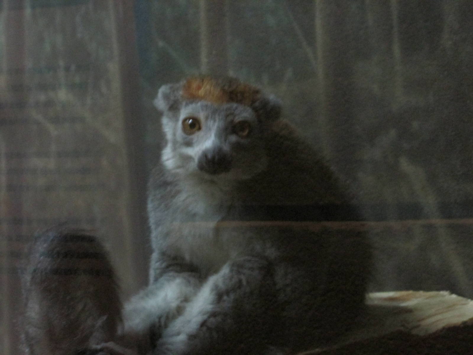 crowned lemur lpz