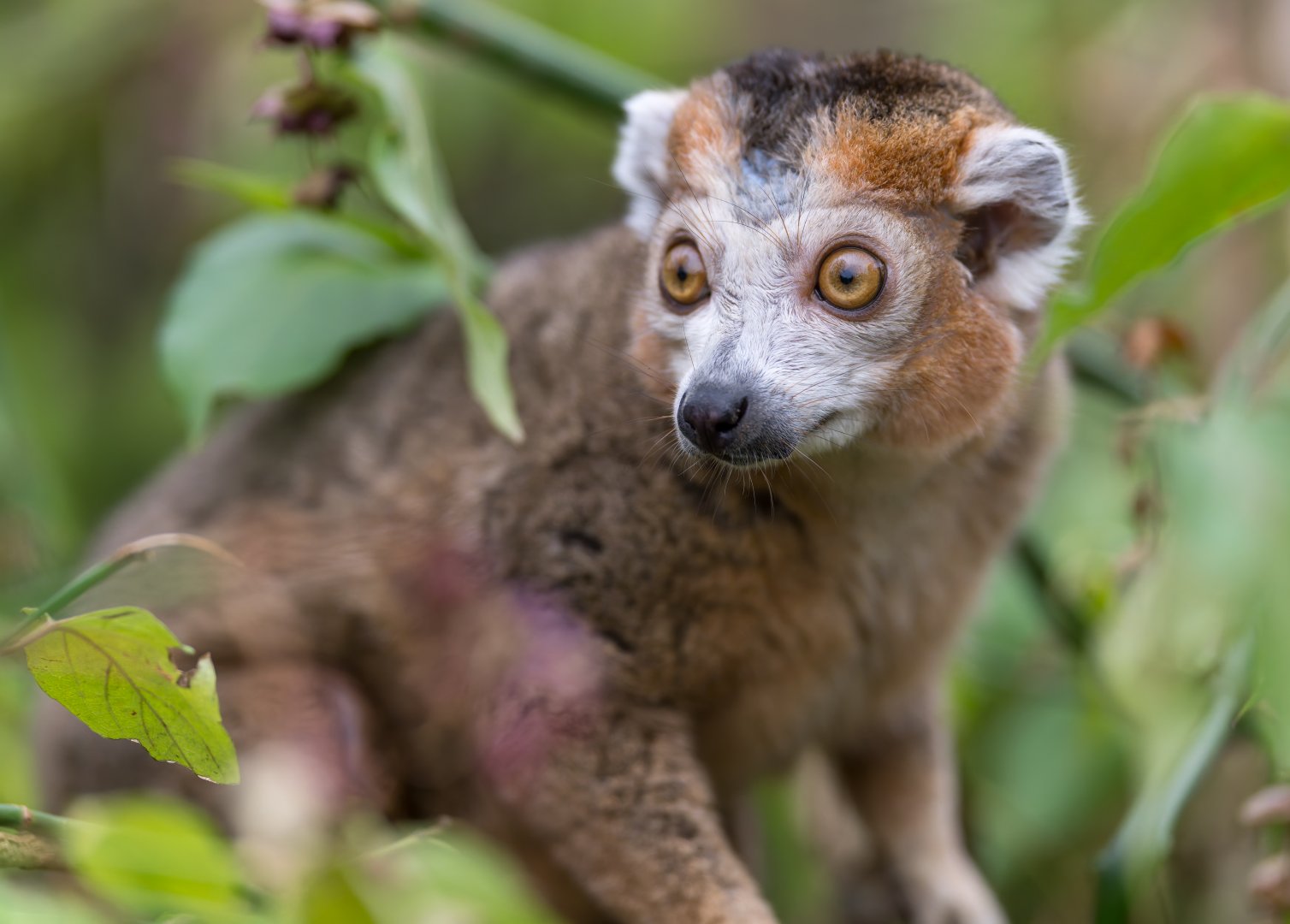 Crowned Lemur (m), CWP, UK