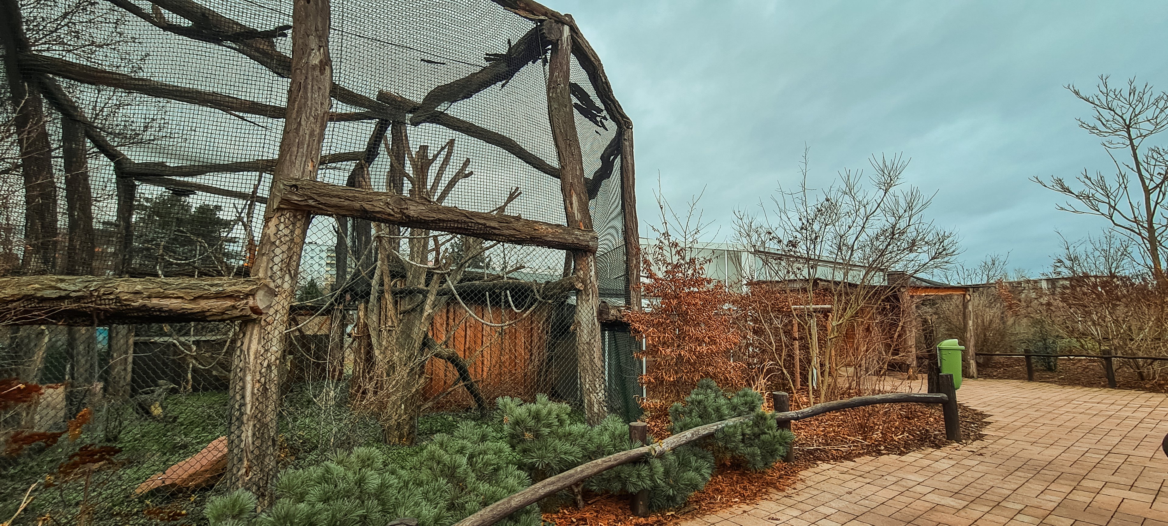 Crowned lemur (outdoor)