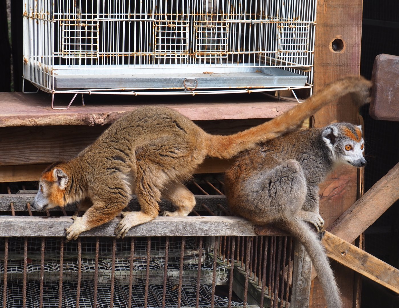 Crowned lemur pair (Eulemur coronatus), 2019-08-11