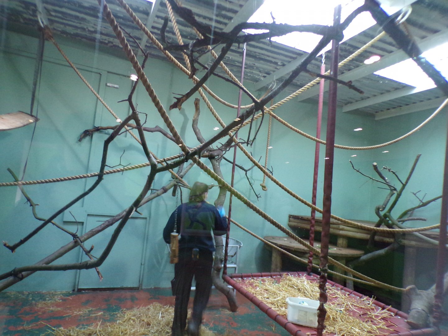 Crowned lemur temporary enclosure 16.2.24