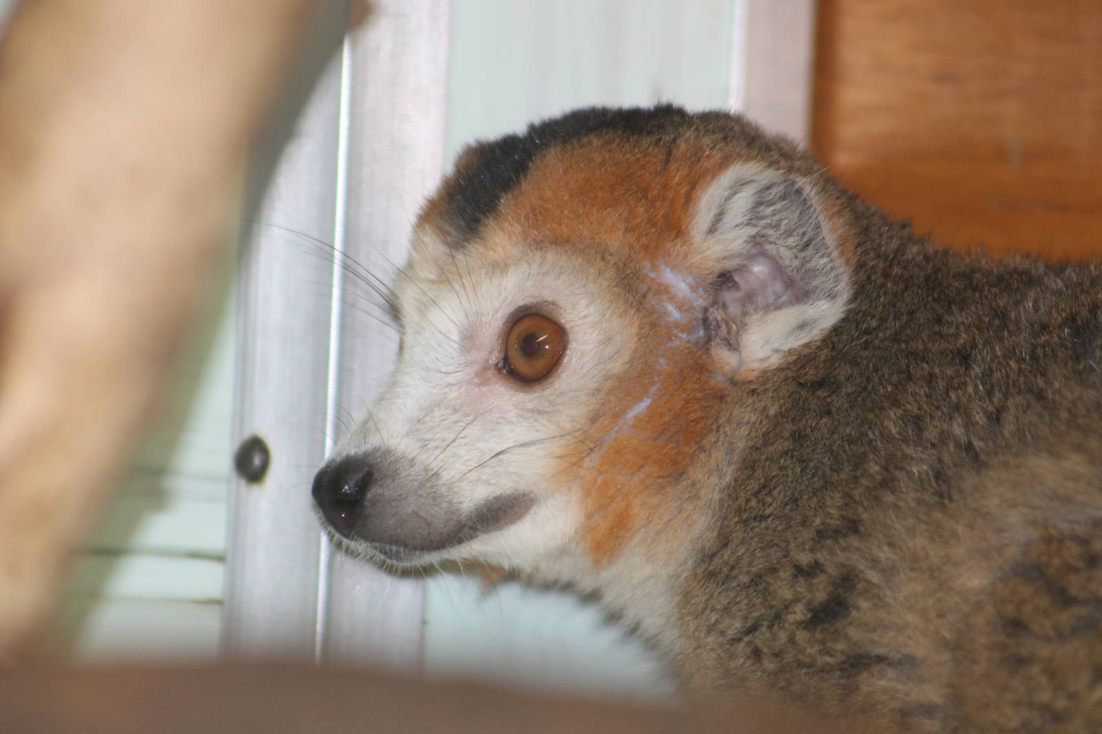 Crowned Lemur Twycross 2013