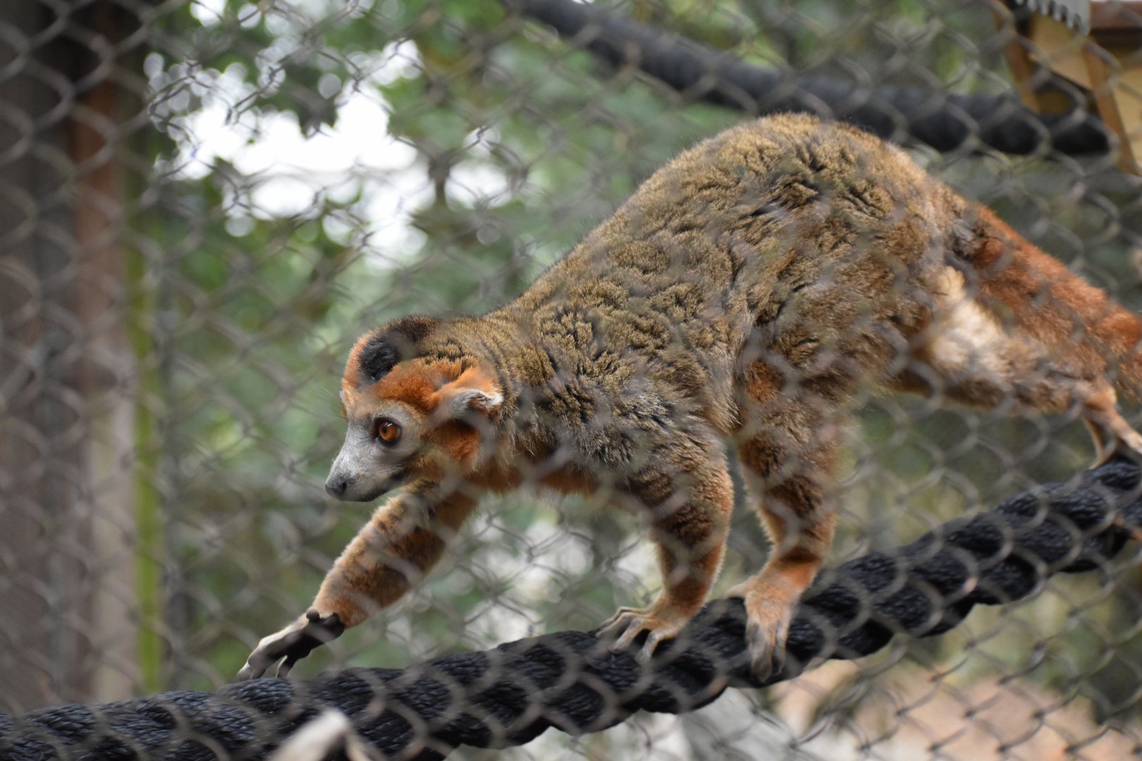 Crowned Lemur Walk