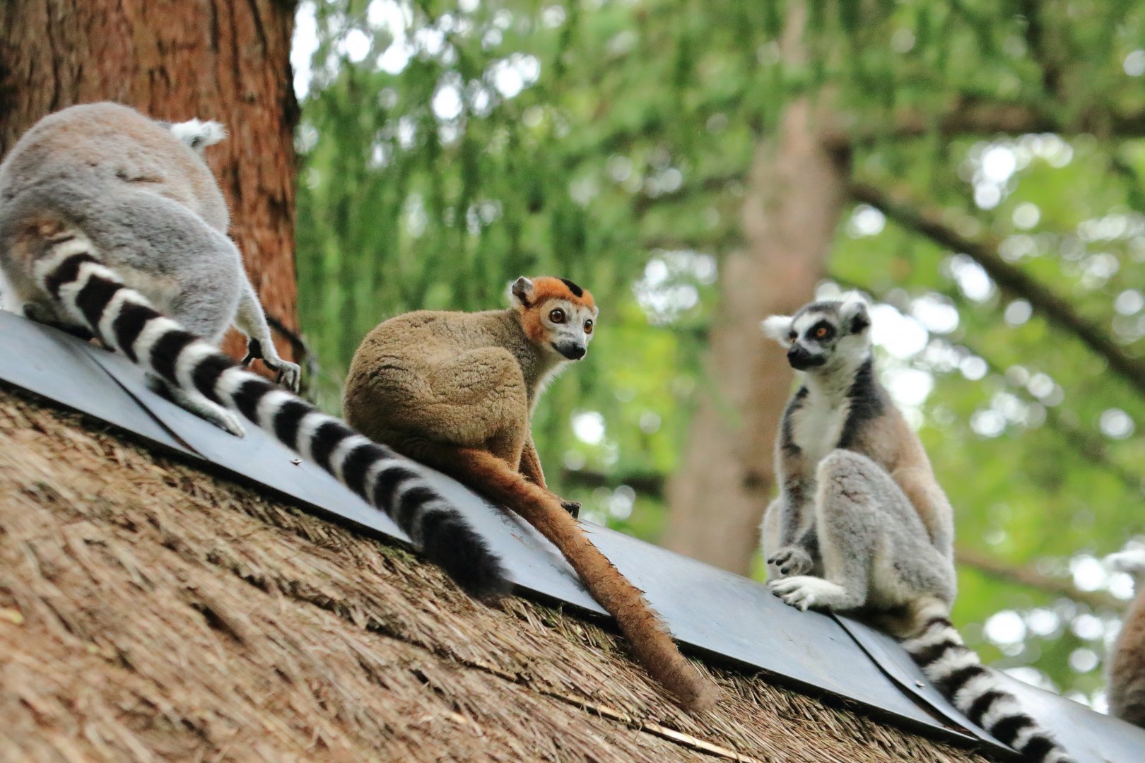Crowned lemur with ring-tailed lemurs (July 2020)