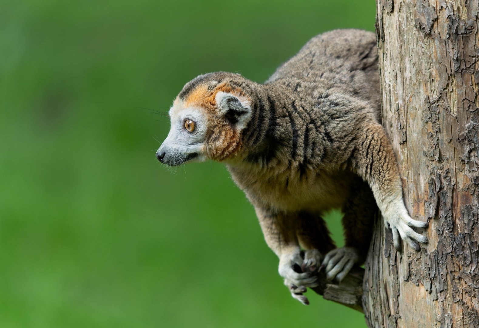 Crowned lemur, YWP, UK