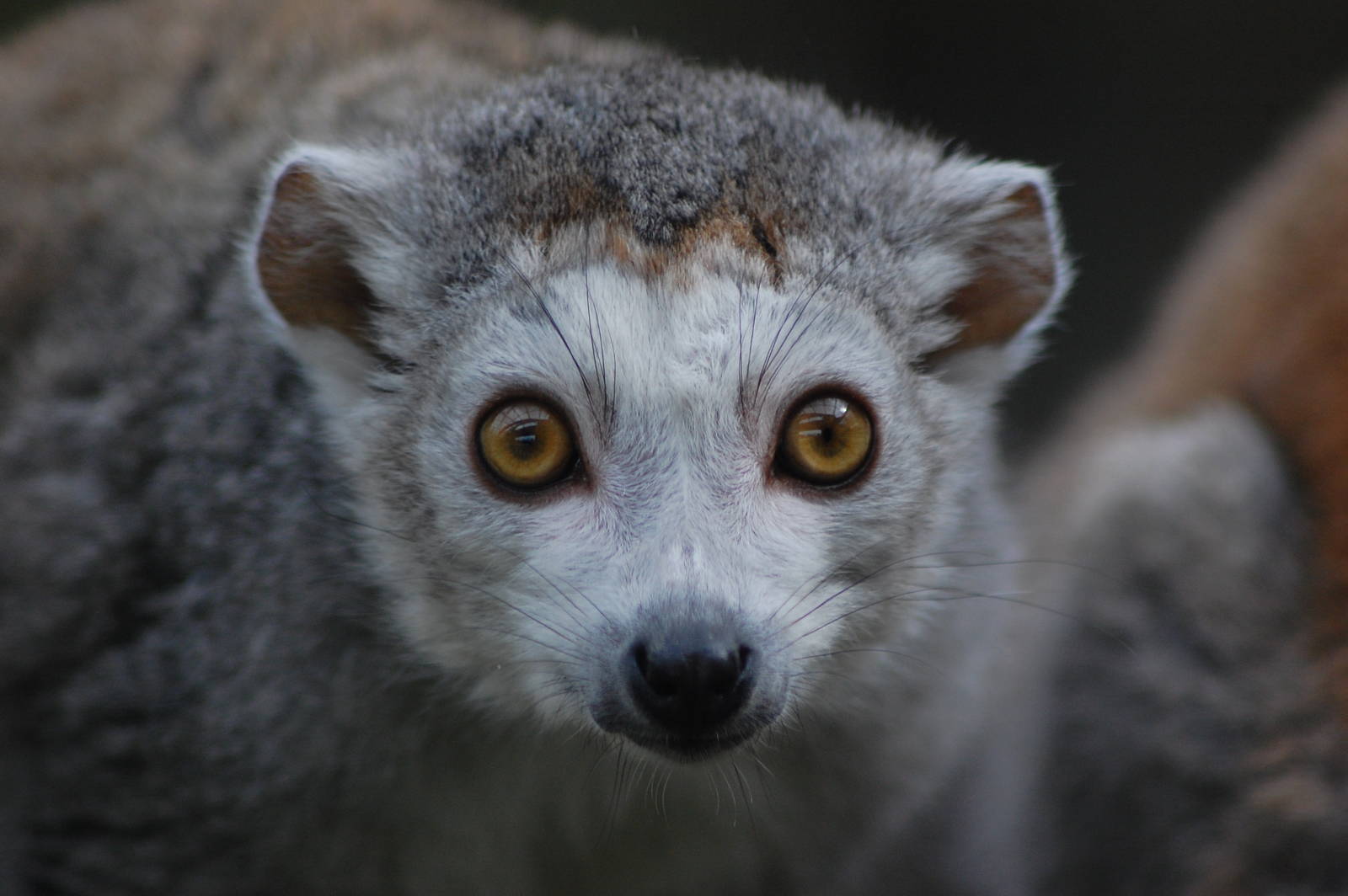 Crowned Lemur