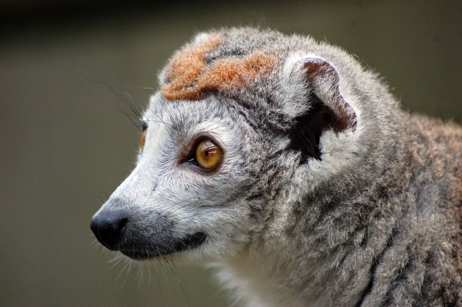Crowned Lemur