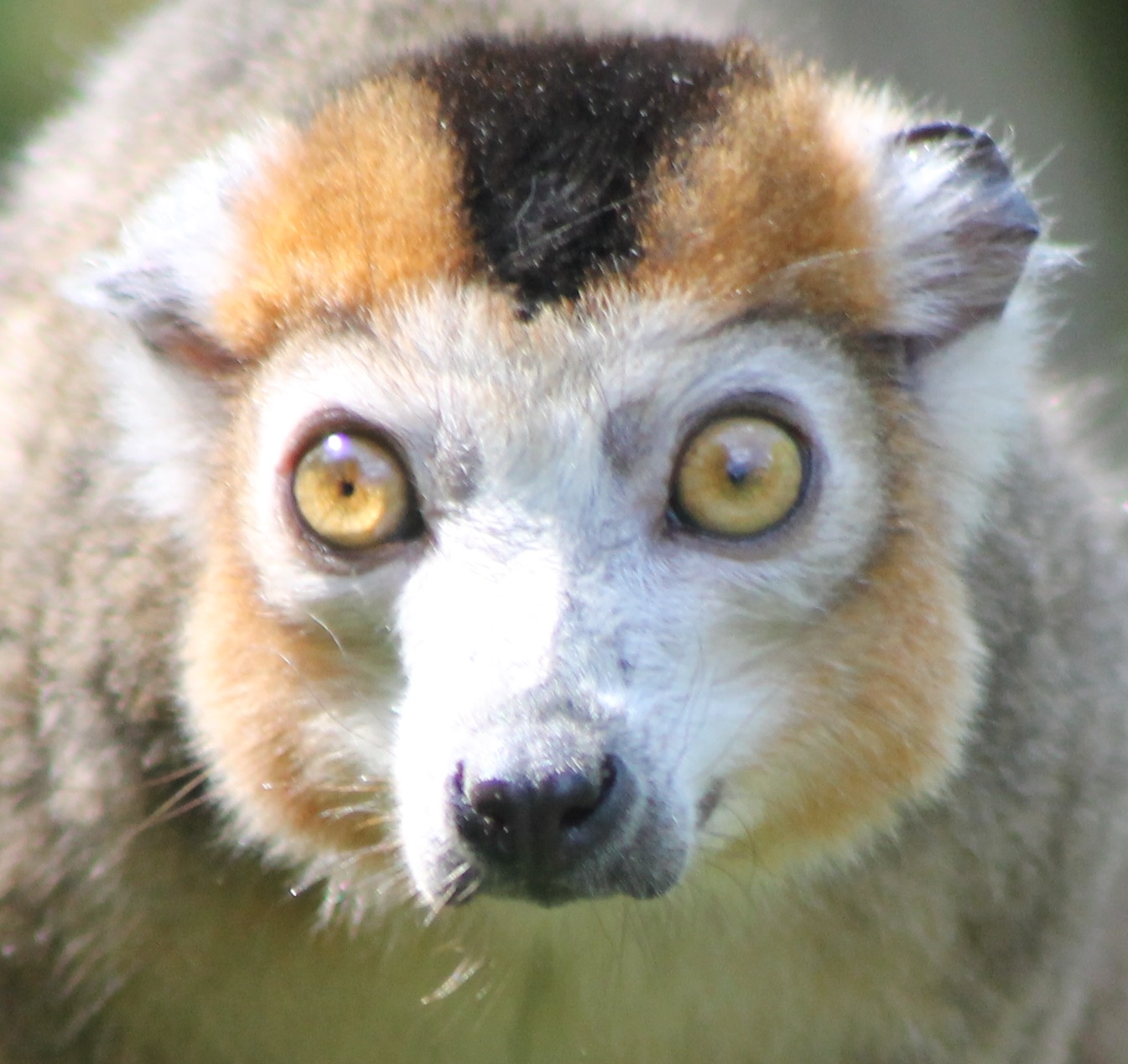 Crowned lemur
