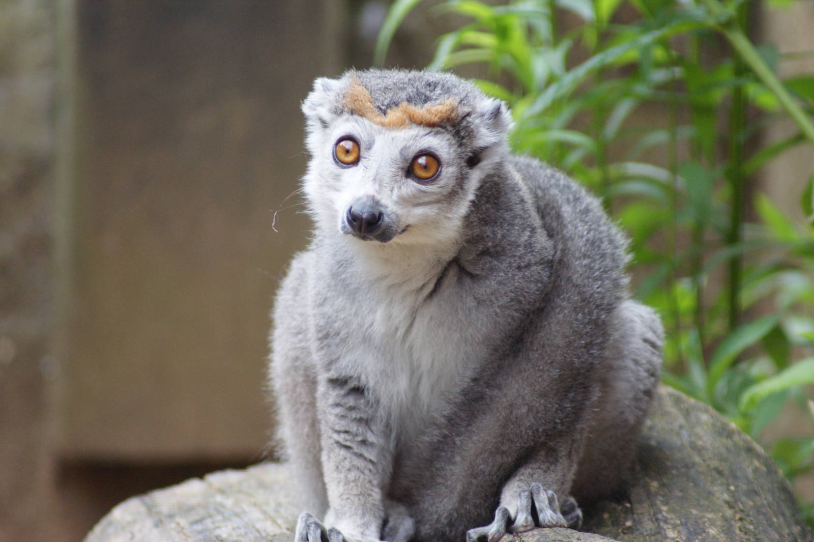 Crowned lemur